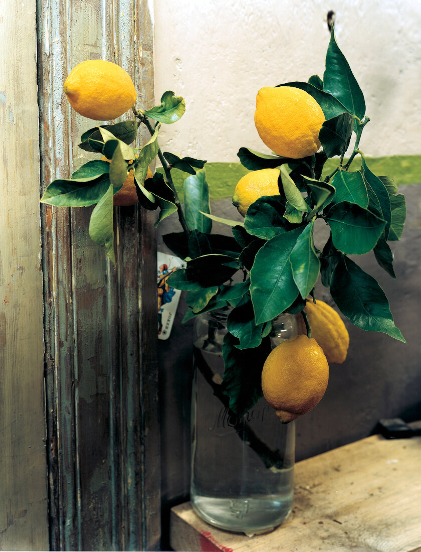 Close-up of branch of lemon in glass bottle