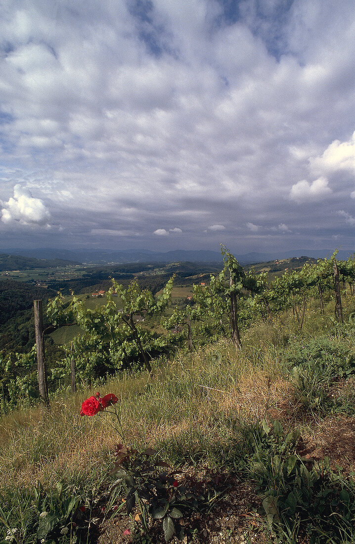 View of vineyard in Styria