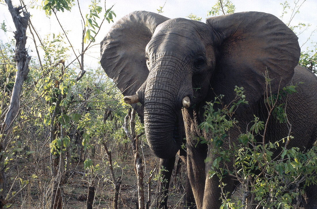 Elefant im Hwanage Nationalpark 