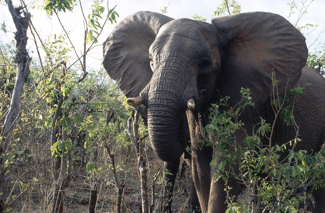 Elephant in Hwange National Park