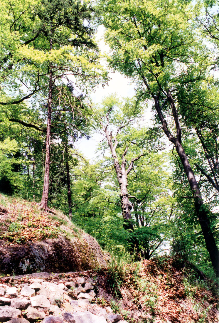 View of Nature reserve near Lazne, Czech Republic