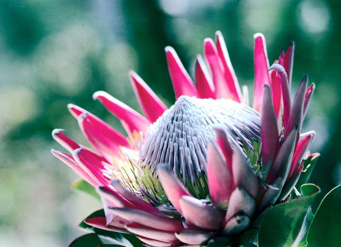 Blühende Königsprotea  in Südafrika 
