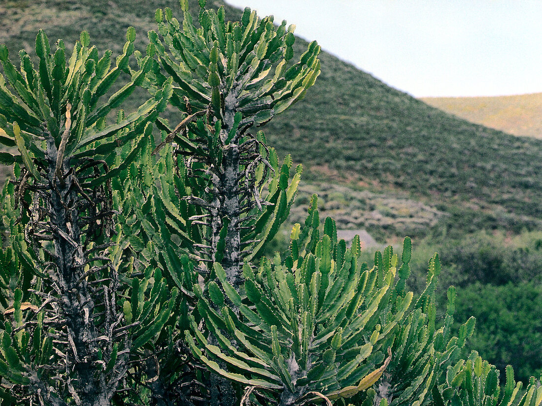 Kakteen in der Karoo-Region in Südafrika