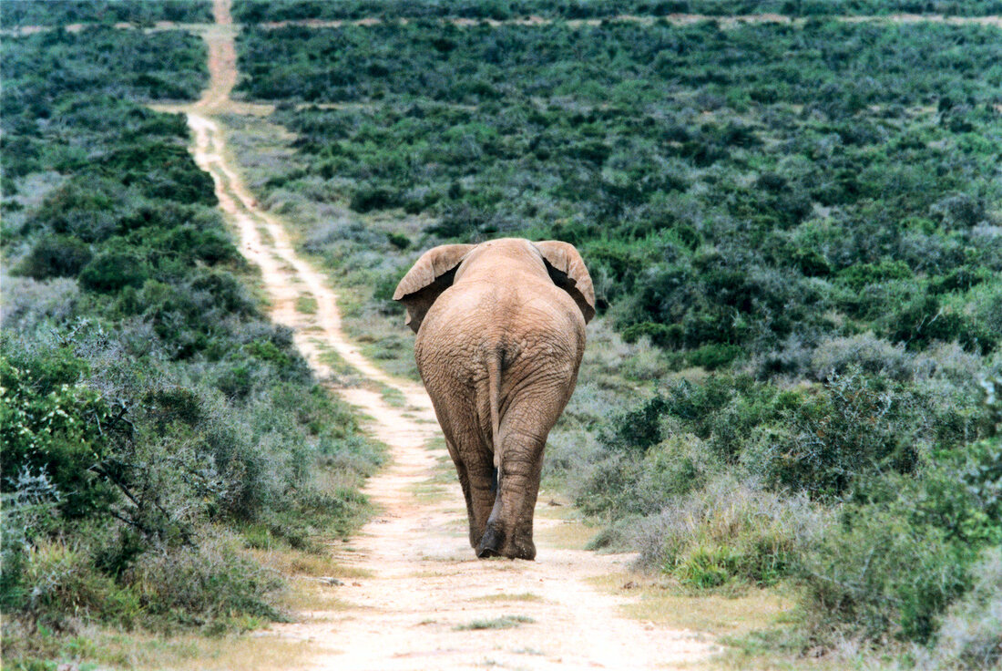 Rear view of African elephant