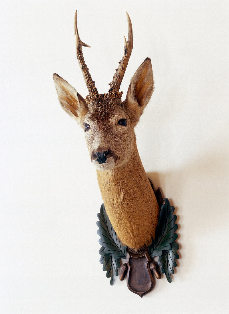 Taxidermy of deer on white wall