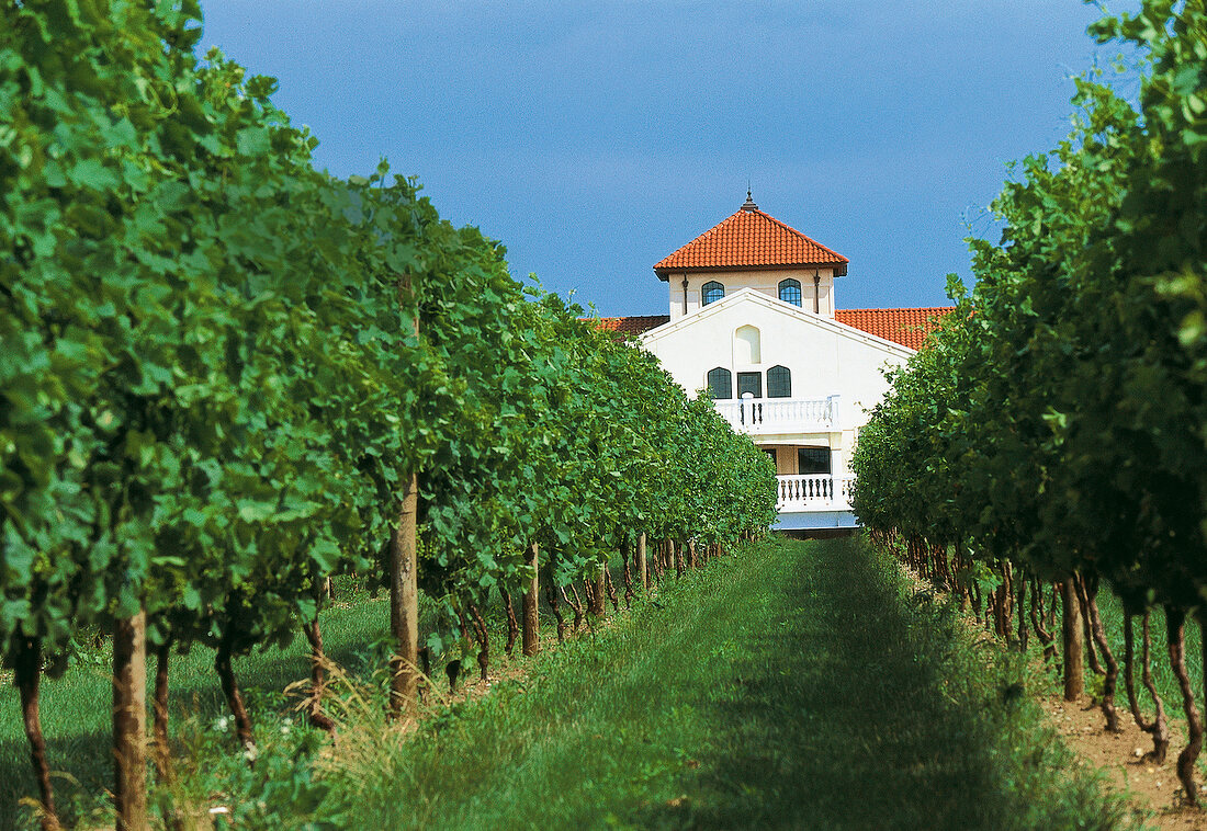 Weinlandschaft auf Long Island: Weingut Raphael mit Landhaus