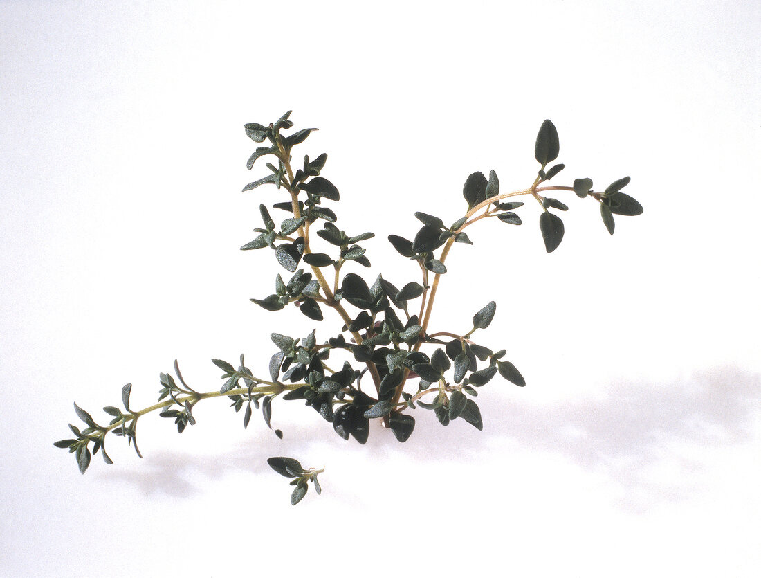 Thyme on white background