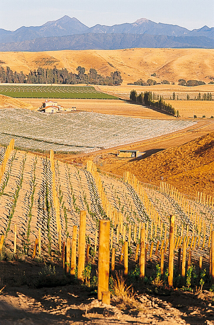 Weiter Blick über das Wairau Valley mit neuangelegten Weinstöcken