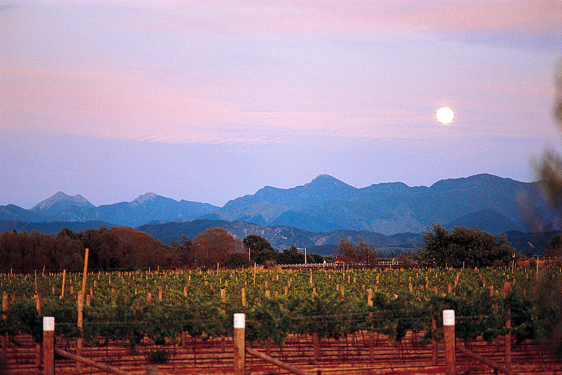 Sonnenuntergang über Weinfeldern in der Weinbau-Region Marlborough