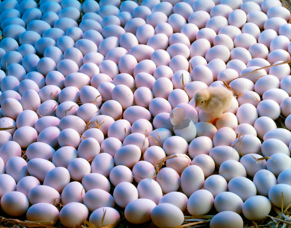Newly hatched chick between hundreds of eggs