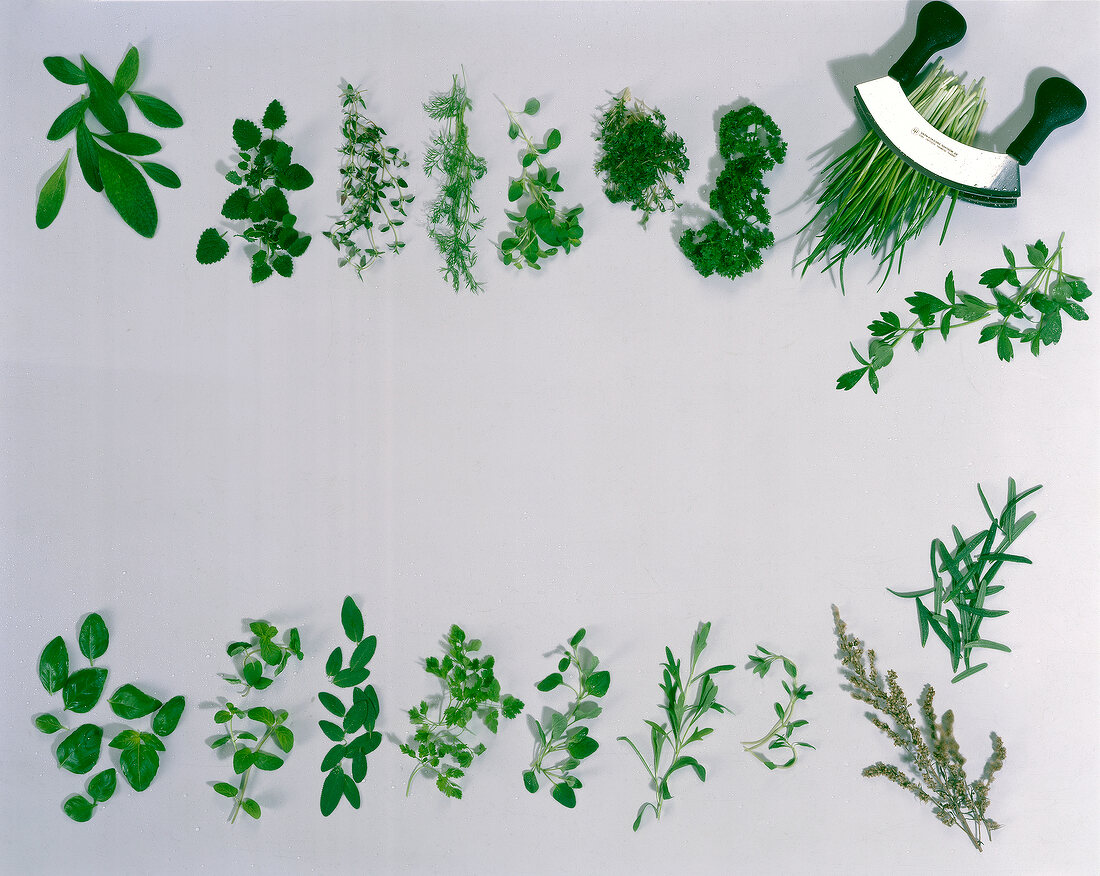 Various herbs arranged on white background