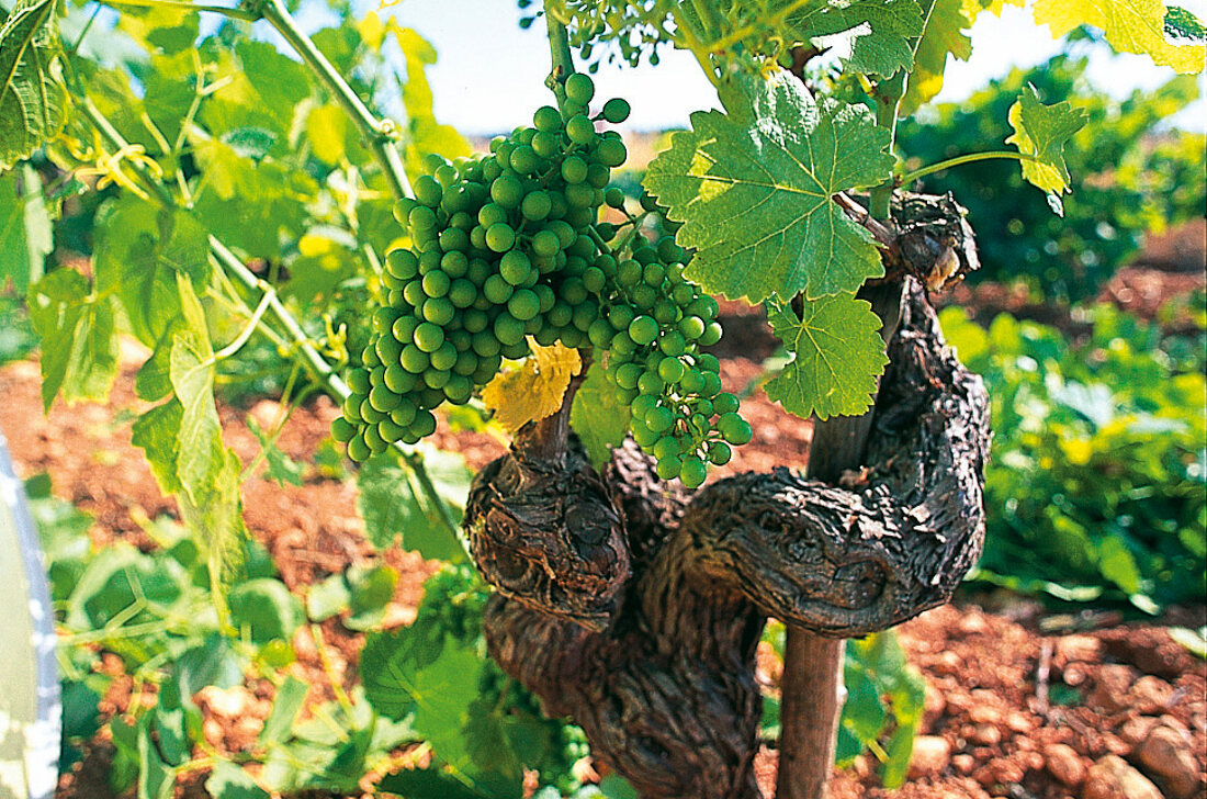 Mallorca: knorrige Reben auf dem Weingut Anima Negra