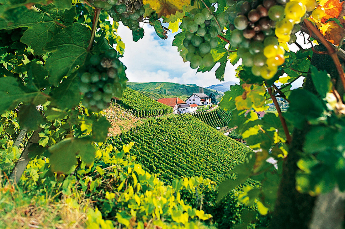 Das Weingut Laible in Durbach mitten in der Reblandschaft