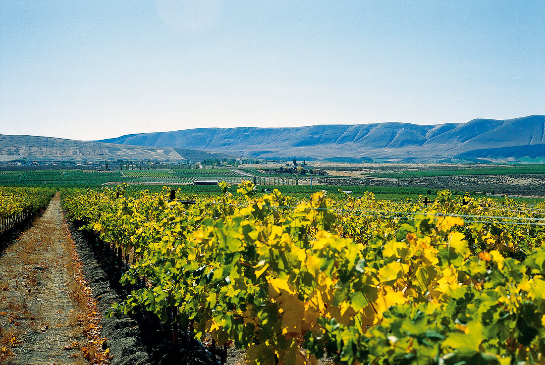 Ciel du Cheval: Weinlandschaft in Columbia Valley