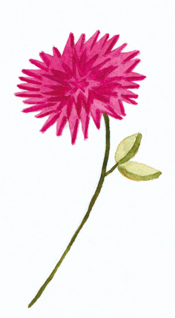 Illustration zum Thema Garten: Blume - Kleeblüte.