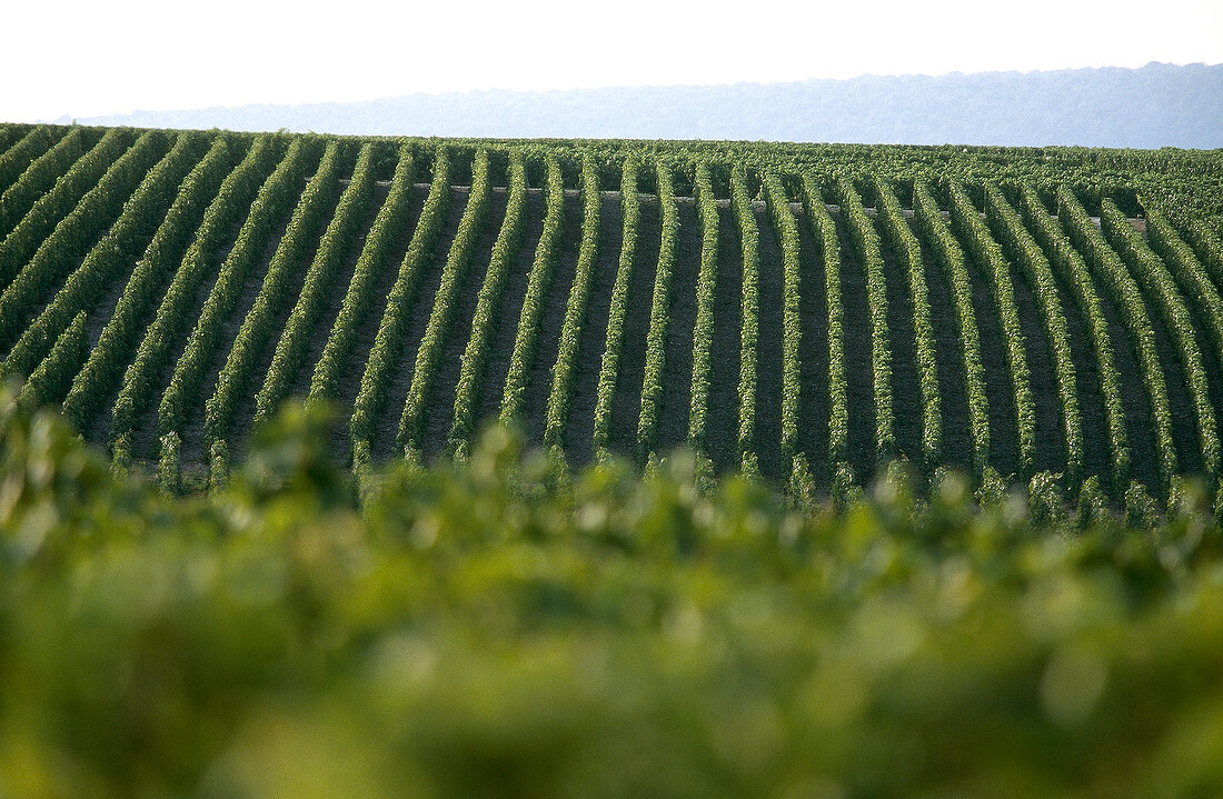 View of Grand Cru vineyards in Champagne