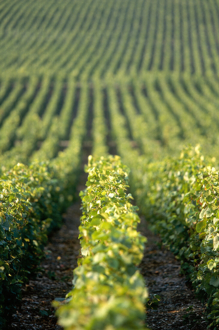 Weiter Blick über Grand Cru Weinlagen in der Champagne