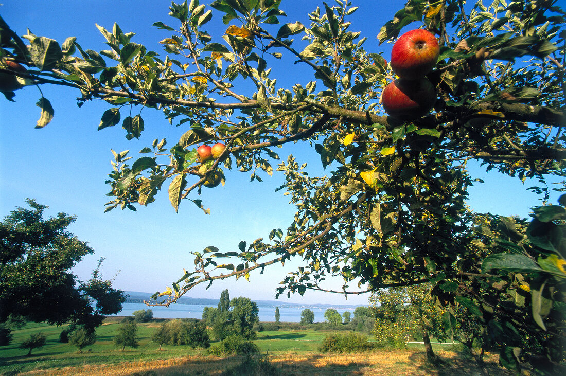 Apfelbäume mit Blick auf den Bodensee von der Halbinsel Höri