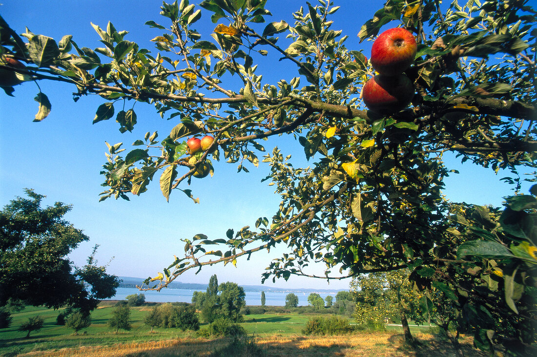 Apple tree in front of lake, Hori, Bulack, Switzerland