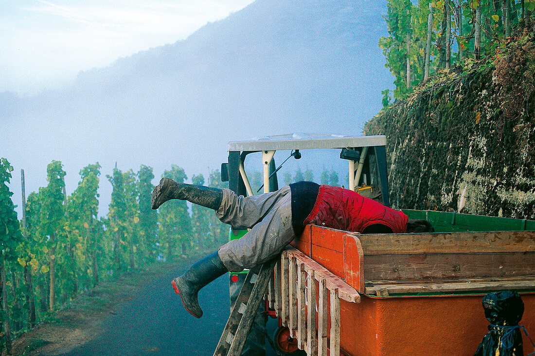 Arbeiter auf der Ladefläche eines Fahrzeugs, bei der Weinlese 2001