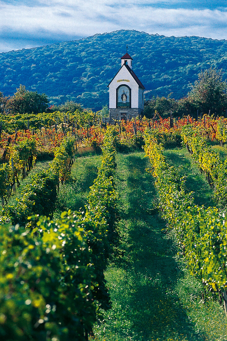 Die Urbanus-Kapelle in Traiskirchen liegt umgeben von Weingärten