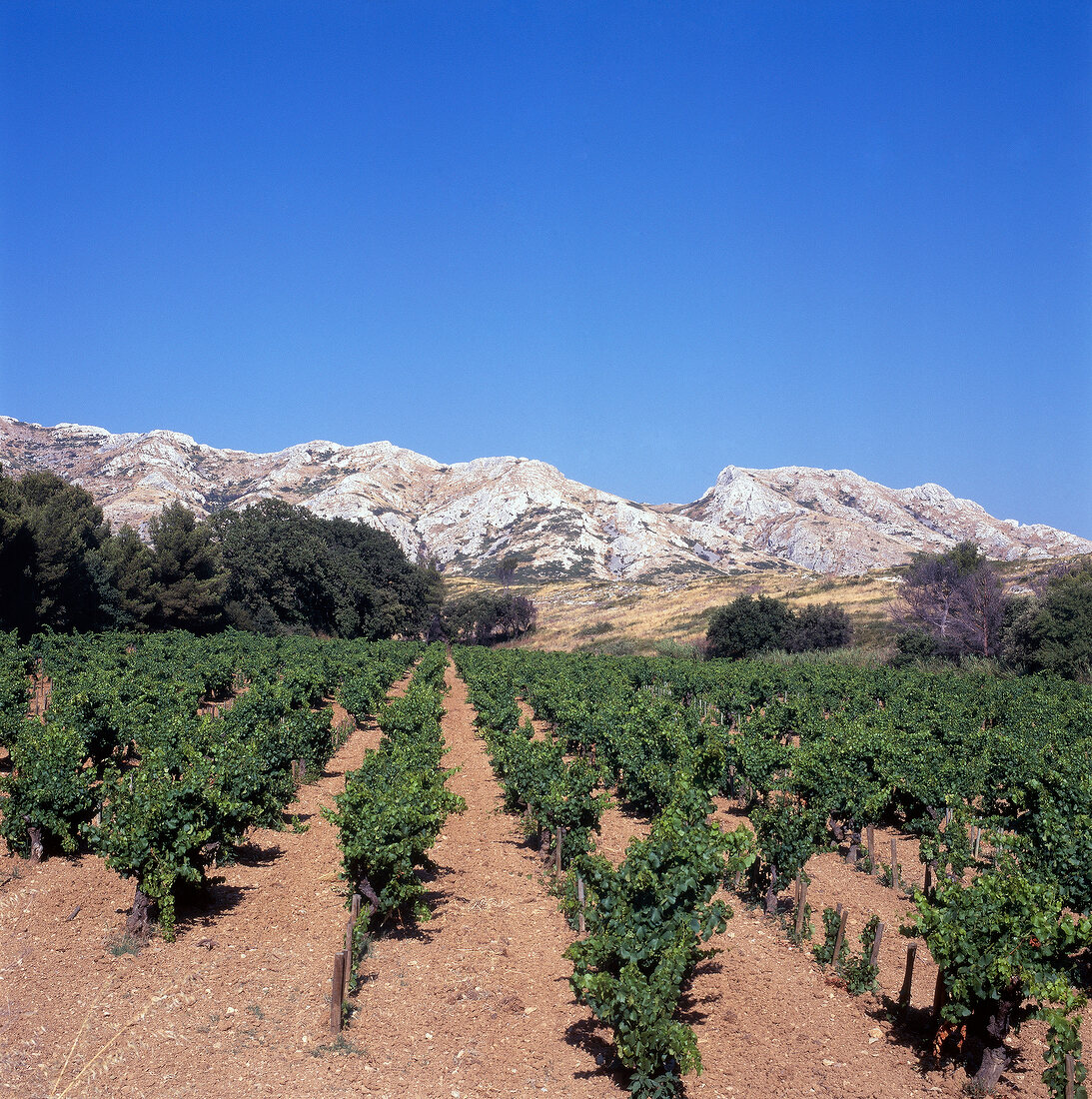 Rebstöcke unter blauem Himmel in Les Alpilles, Provence