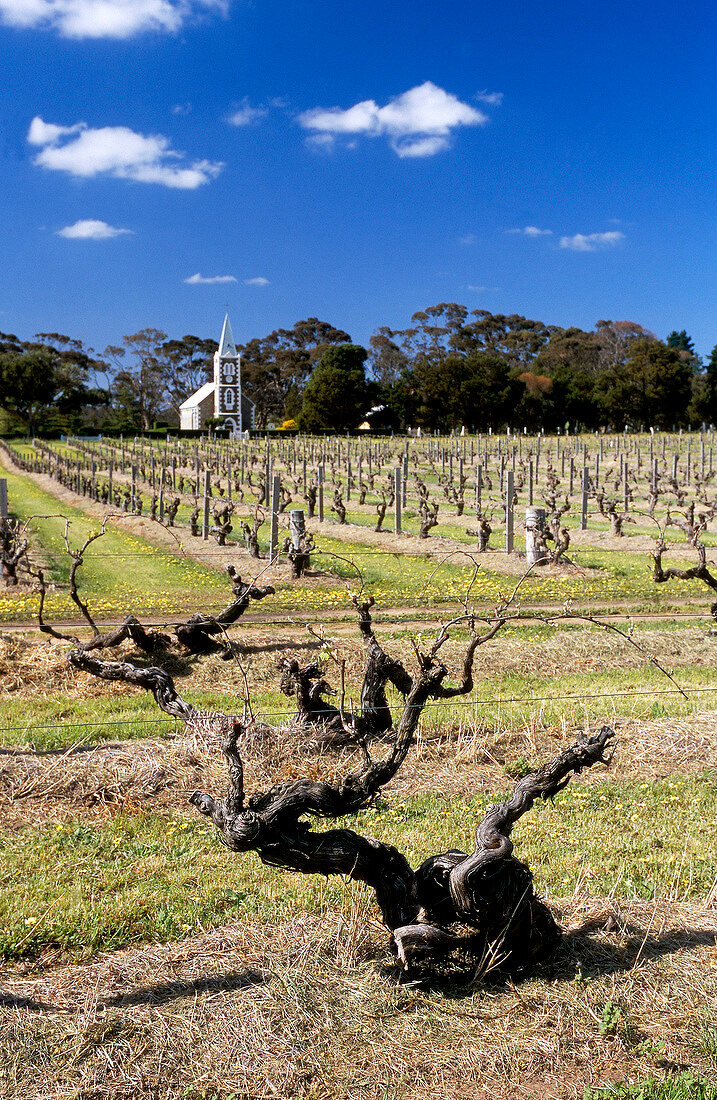 View of Eden Valley vineyards and Grace Mountain Church in background