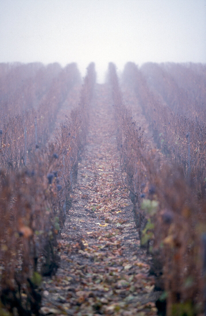 Weinterrassen in Herbstfarben in der Champagne