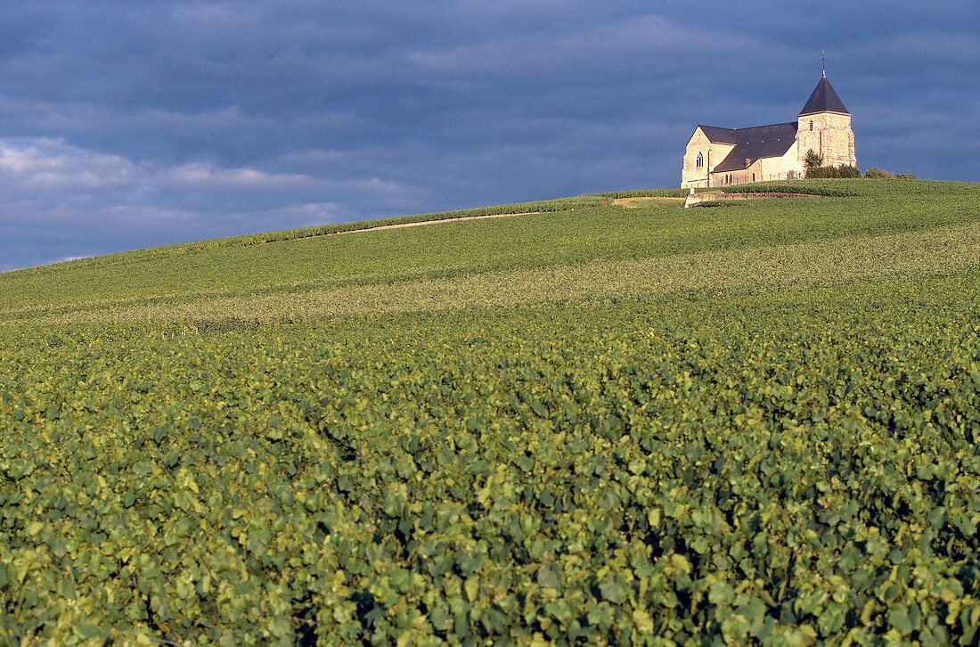 Close-up of champagne vineyards