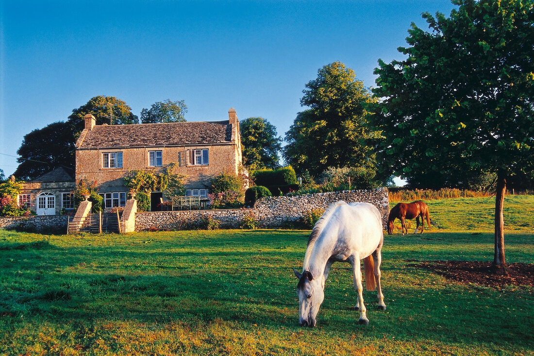 View of Winstone Glebe hotel with horse grazing on foreground