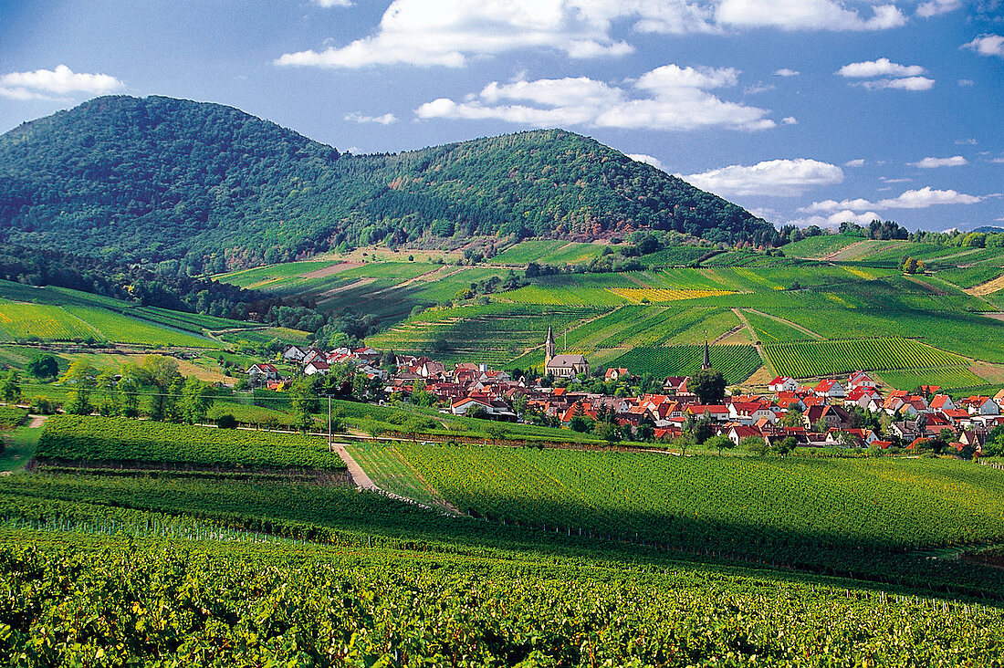 Weinlandschaft in Birkweiler, Pfalz