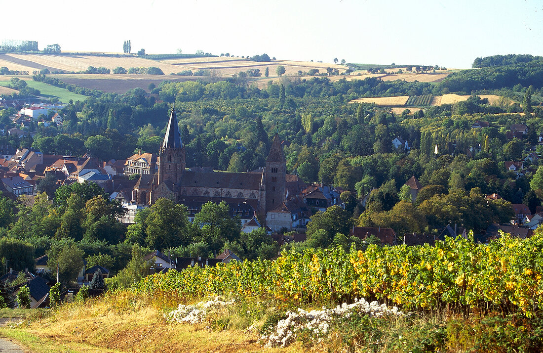 Weinlandschaft in der Pfalz X 