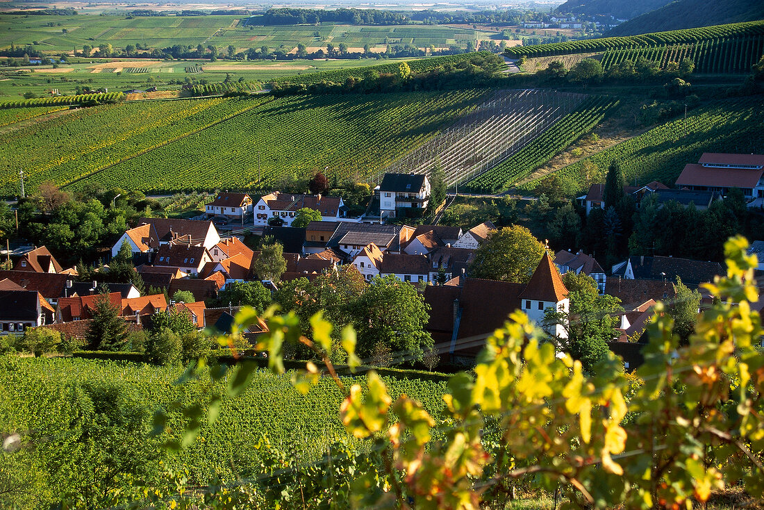View of vineyards in Palatinate, Sonnenberg, Leinsweiler