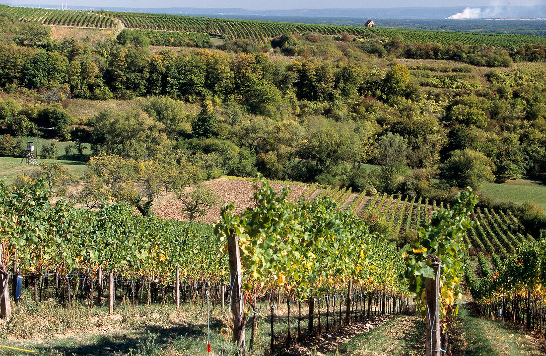 Terraced vineyards in Palatinate, Sonnenberg