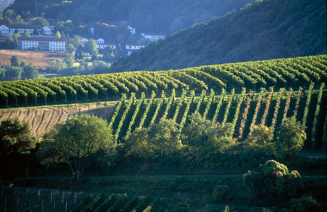 Weinlandschaft in der Pfalz, Leinsweiler Sonnenberg