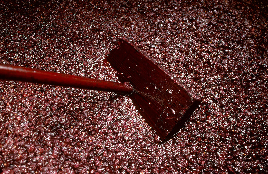 Grapes being mashed for making wine