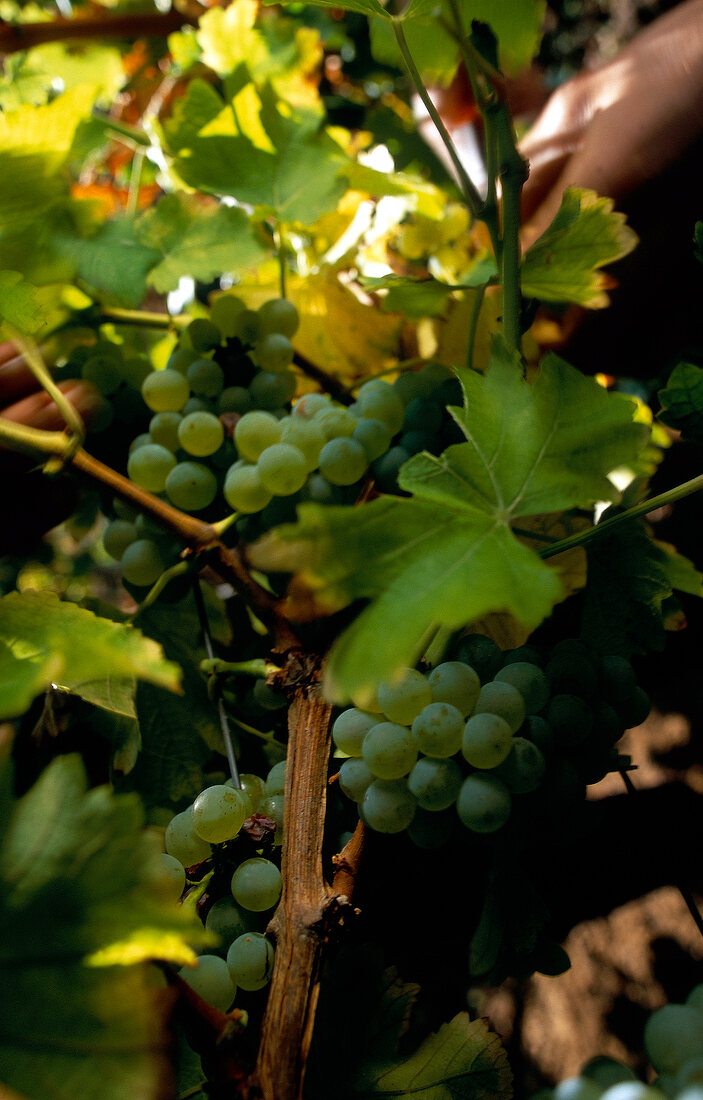 Grüne reife Weintrauben bei Weinlese