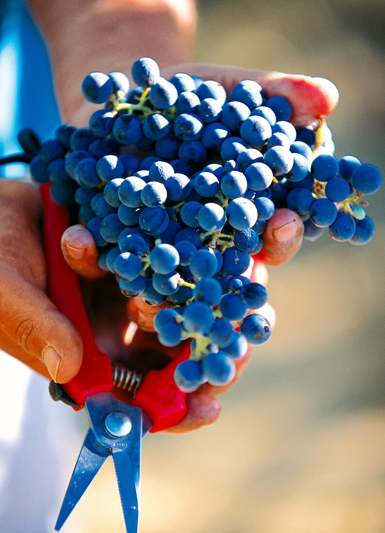 Handlese: Cabernet-Sauvignon-Trauben auf dem Weingut MontGras, Chile