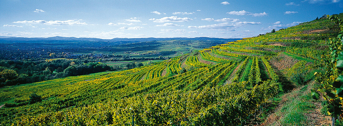 Weinlandschaft im Kamptal, Österreich