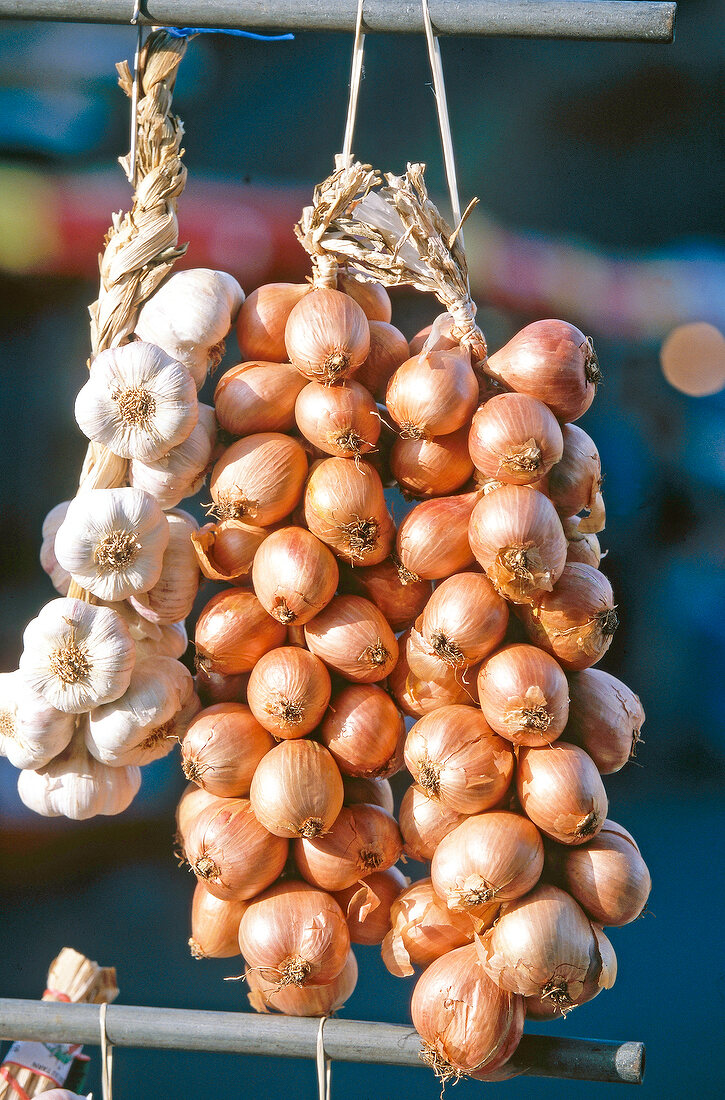 Bund  Zwiebeln und Knoblauch  auf dem Markt von Morlaix