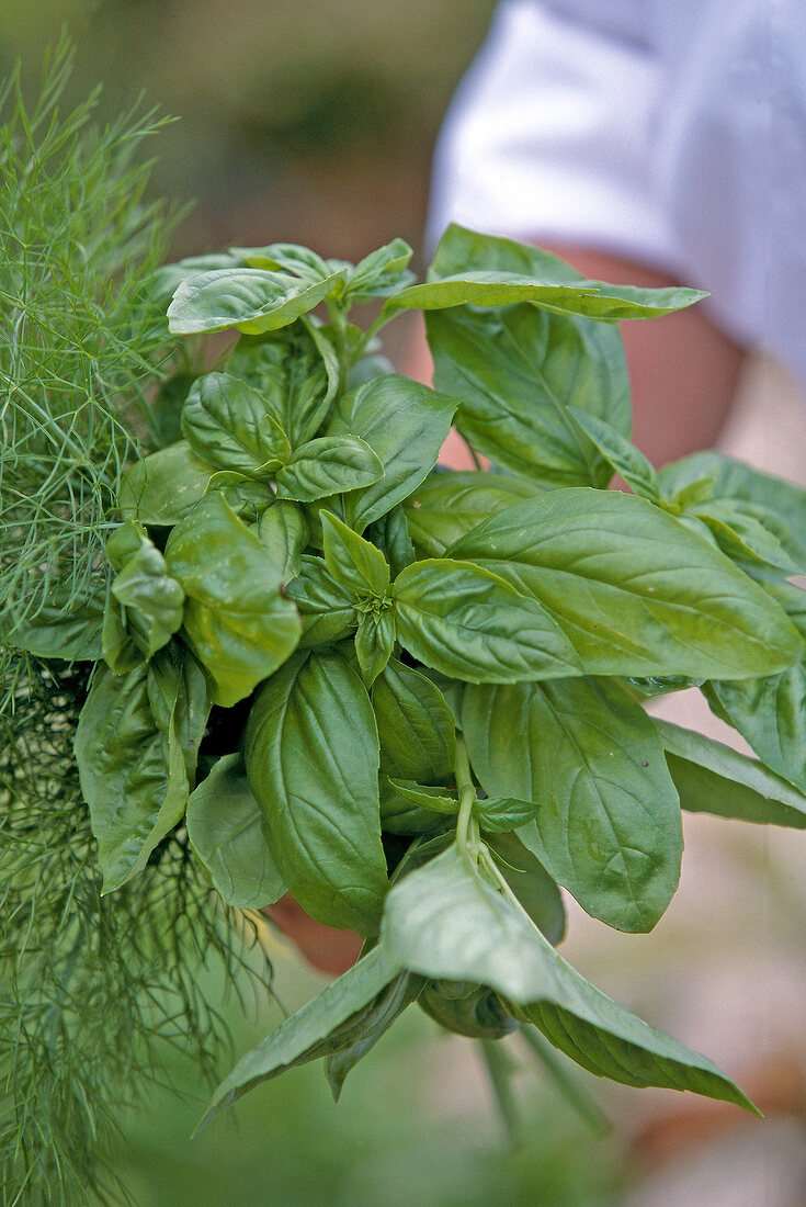 Close-up of fresh basil leaves