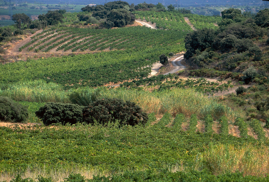 View of vineyards in Languedoc