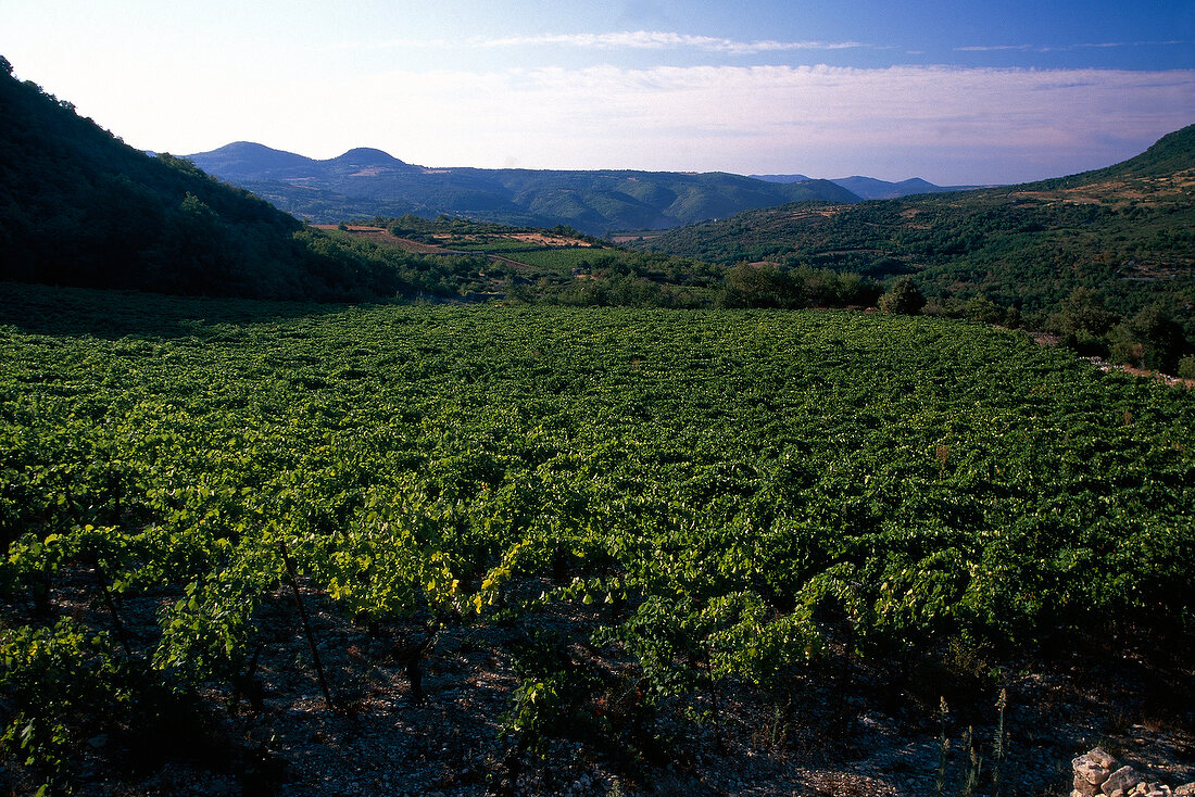 Vineyards in Languedoc, France