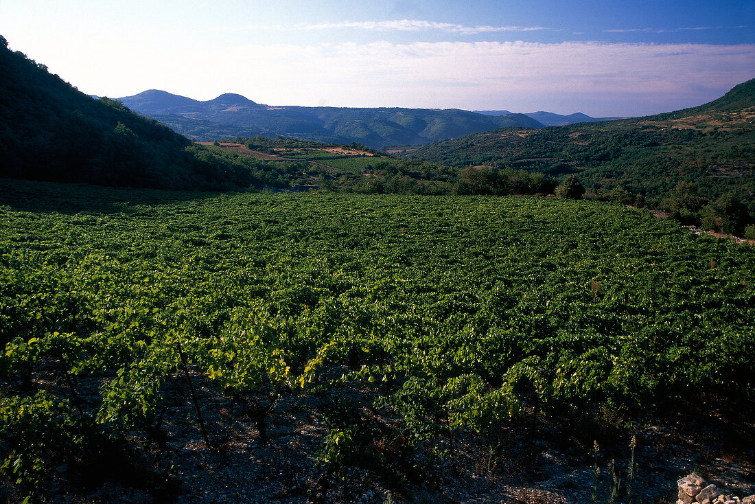 Weinlandschaft im Languedoc X 