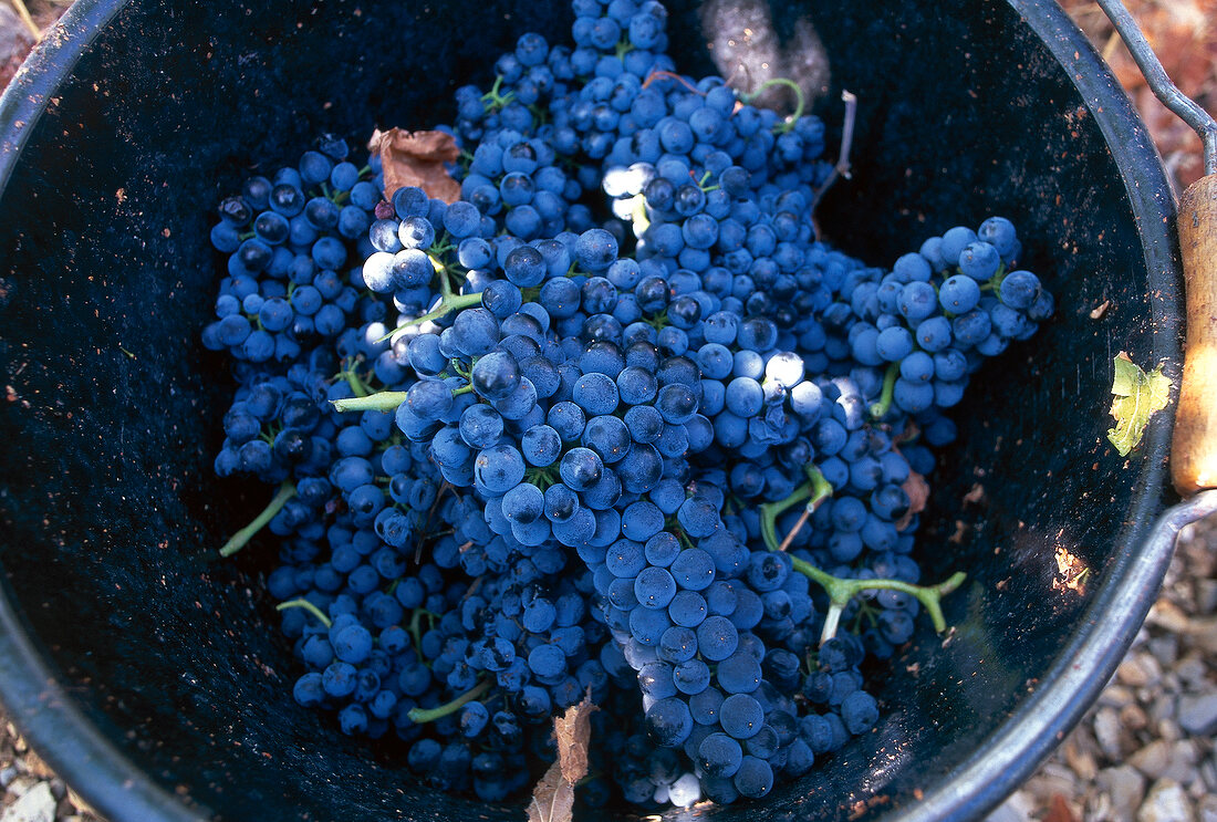 Weinernte: Reife Weintrauben im Eimer, Domaine des Grecaux