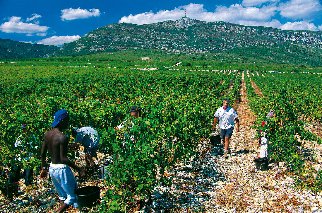 Weinernte im Languedoc, Domaine des Grecaux
