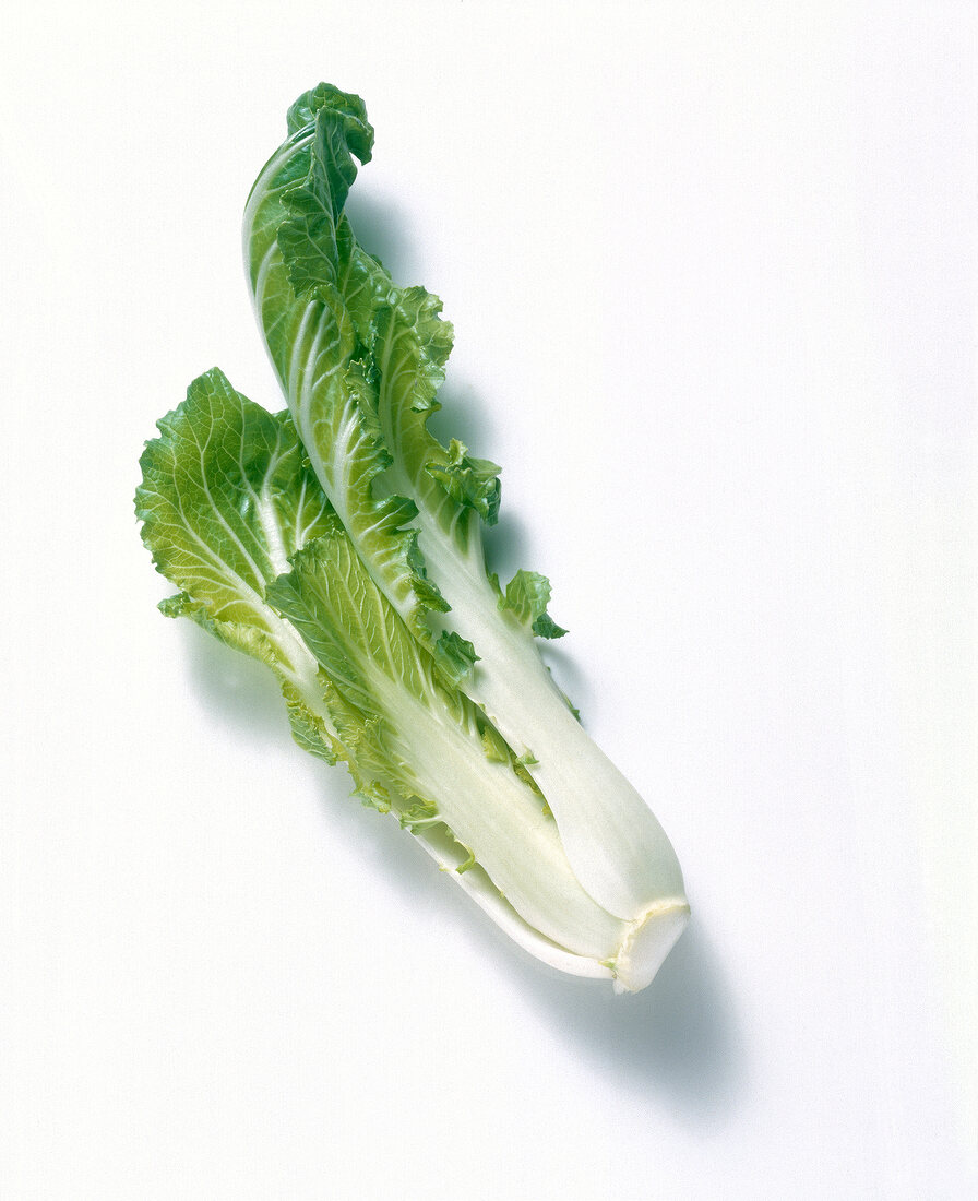 Chinese cabbage on white background