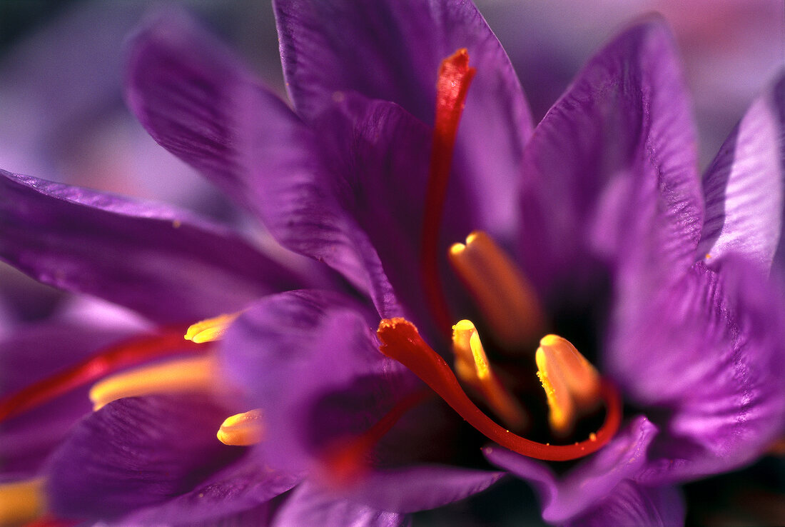 Safran, Krokus-Blüte mit Safranfäden crocus sativus