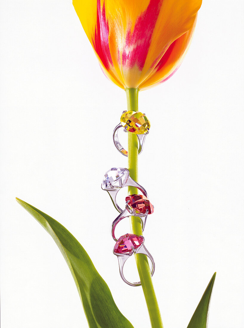 Four zirconia stones rings hanging on tulip flower on white background