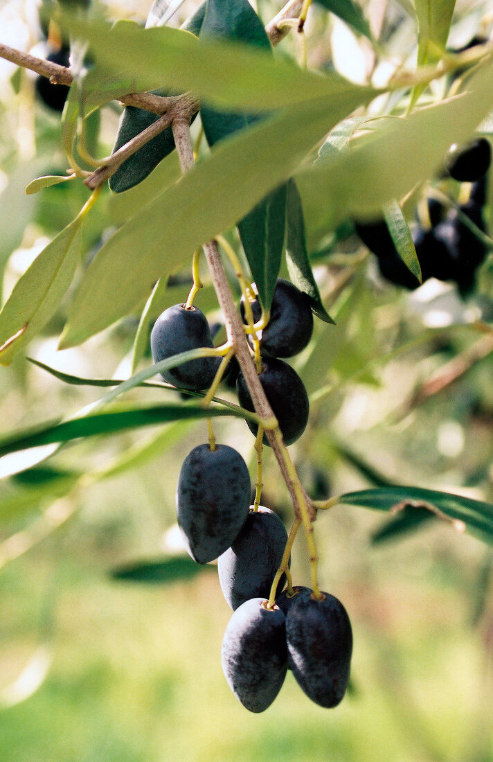 Close-up of black olives on branch of olive tree